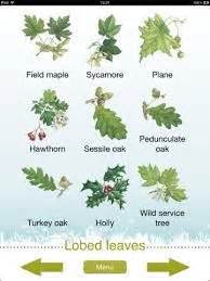 8 British trees ideas | leaf identification, plant identification, tree identification