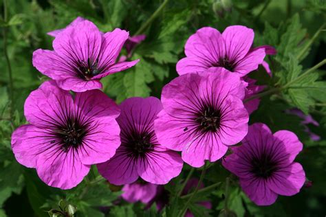 File:0 Geranium psilostemon ‘Bressingham Fair’ - Yvoire.jpg - Wikimedia Commons