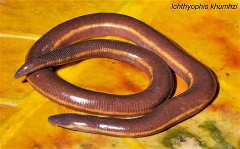 Species New to Science: [Herpetology • 2009] Ichthyophis khumhzi, I. moustakius & I. sendenyu ...