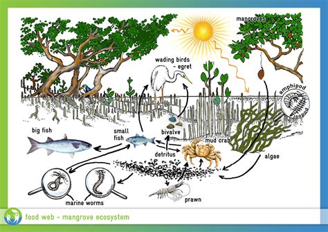 forest ecosystem food chain - Google Search | Ekosistem, Hutan, Rantai