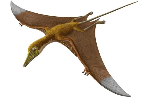 Pterosaurs, Flight in the Age of Dinosaurs: How Did Prehistoric ...