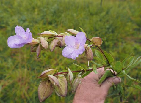 Top 8 Plant Species New to Science in 2021 - Laidback Gardener