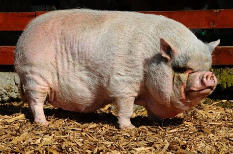 Pot-Bellied pig stock photo. Image of snout, waist, weight - 17953058