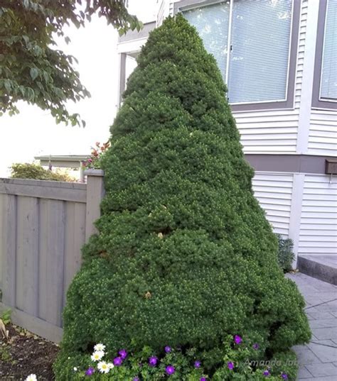 Dwarf Alberta Spruce - THE GARDEN WEBSITE.COM