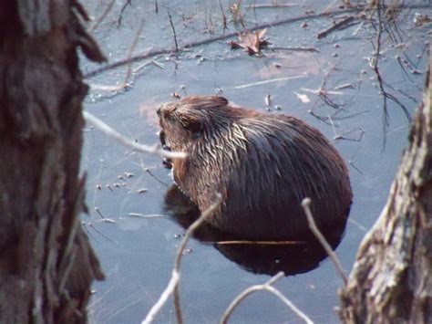 Beaver Dam Wildlife Management Area - Elkins-Randolph County Tourism