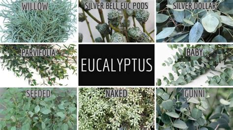 Floral Friday ~ Eucalyptus | Dreisbach Wholesale Florists