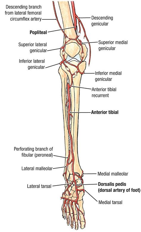 Anterior Tibial Artery Model