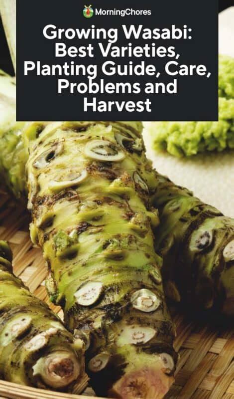 Growing Wasabi: Best Varieties, Planting Guide, Care, Problems and Harvest