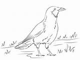 Download High Quality crow Clipart coloring Transparent PNG Images  sketch template