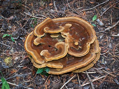 PLANTAS DE TODAS AS ESPECIES: polypore do tintureiro