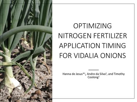 Optimizing Nitrogen Fertilizer Application Timing for Vidalia Onions | Vidalia Onion Extension News