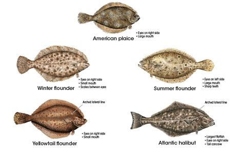 Flounder & Herring Identification | eRegulations