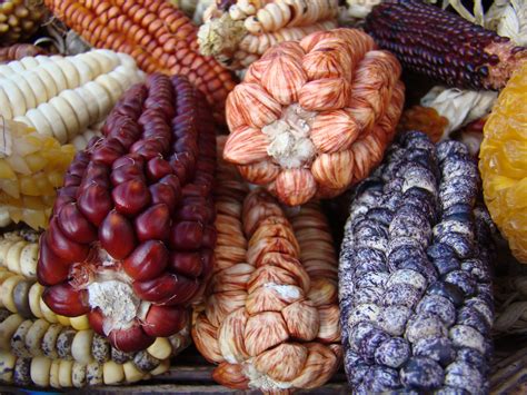 Scientists overhaul corn domestication story with multidisciplinary analysis