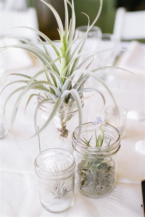 17 Best images about Plants in Mason Jars on Pinterest | Jars, Shabby ...