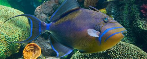 Queen Triggerfish · Tennessee Aquarium