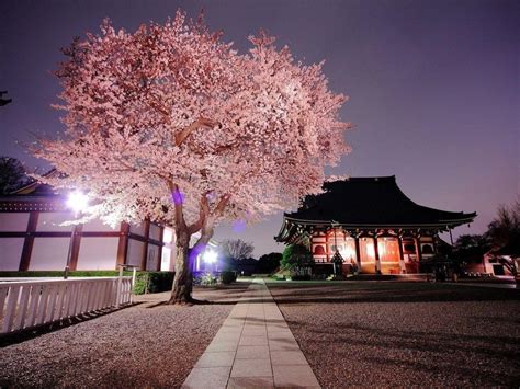 Cherry Blossom Japanese Garden Wallpaper / Japanese Cherry Blossom ...