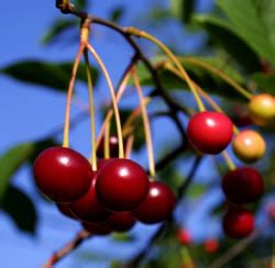 Nursery Plants: The kind of Bing Cherry Tree