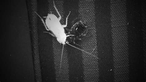 White Cockroach or Albino Roach? 10 Strangest Roach Facts