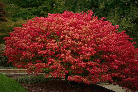 29 Best Shrubs for Shade Gardens