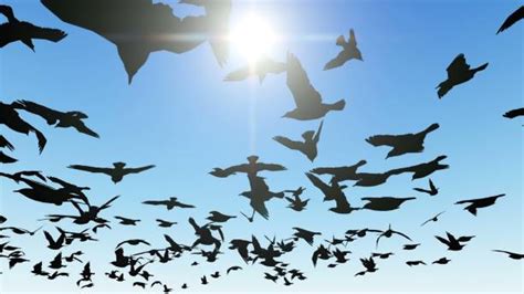 Crow Fly Distance Stock Photos, Pictures & Royalty-Free Images - iStock