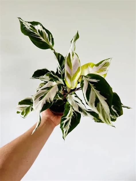 35 Small Indoor Houseplants that Can Fit Almost Anywhere - Everything Abode