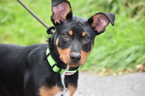 Australian Kelpie | Puppy Training | Tessleymoor Gundogs