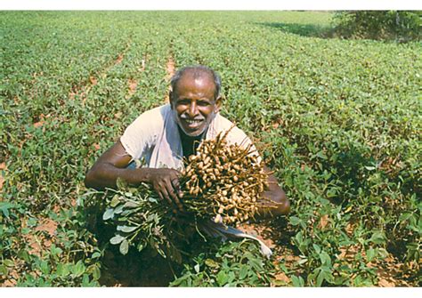 Food Crops in India - Study Material