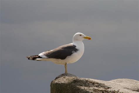 Close up of Seagull · Free Stock Photo