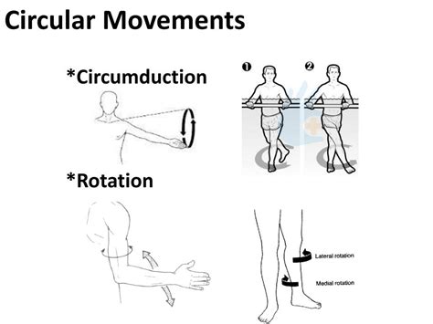 PPT - REC 3010 HUMAN MOVEMENT PowerPoint Presentation, free download - ID:2176676