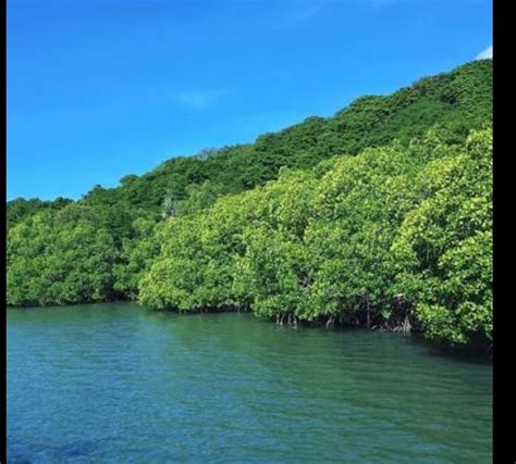 Memiliki hutan bakau terbesar di dunia, Simak 10 Fakta Lain Tentang ...