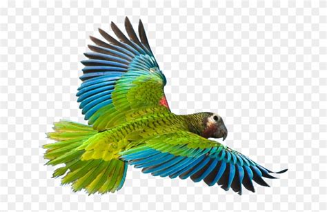 Realistic Clipart Parrot - Tropical Birds Flying Png - Free Transparent PNG Clipart Images Download