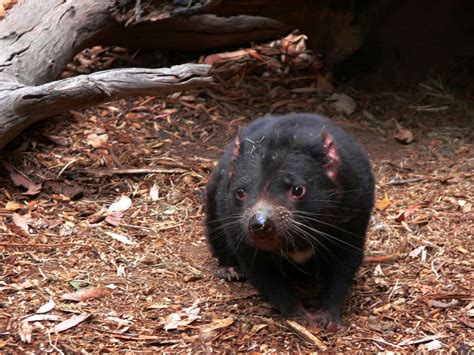 Tasmanian Devil | Turner Endangered Species Fund