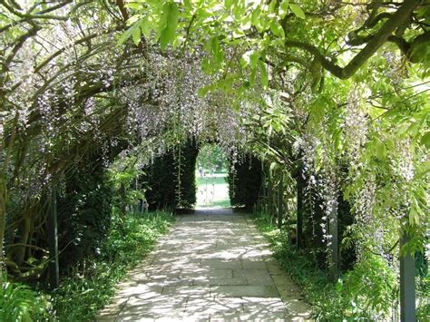 Must lead to someplace enchanted. | Wisteria tunnel, Wisteria tunnel japan, Kitakyushu