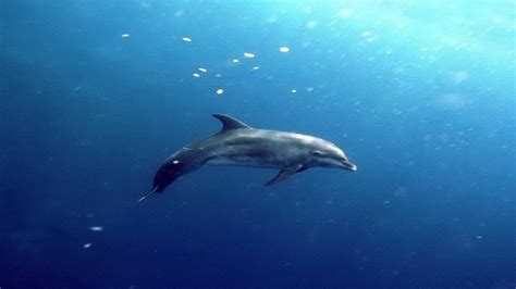 Dolphin Underwater Wallpaper - WallpaperSafari