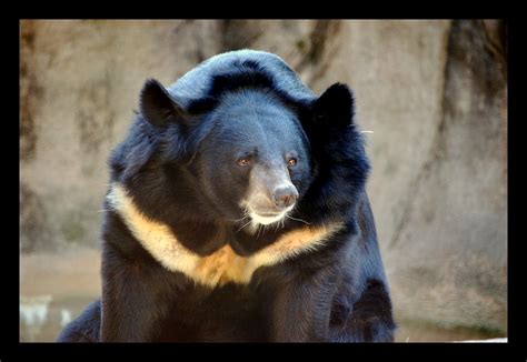 Asiatic Black Bear | Art G. | Flickr