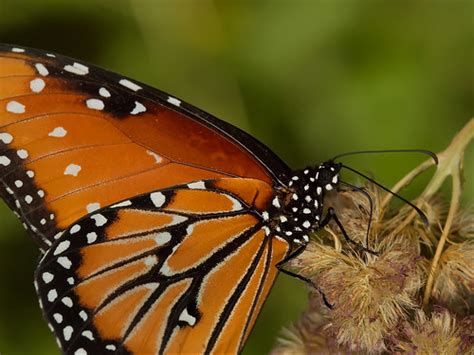 Queen Butterfly, Zilker Botanical Gardens, Austin, TX set … | Flickr