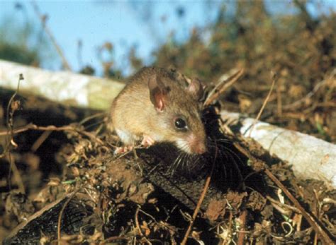 Peromyscus perfulvus in elevated vegetation, which is typical for the ...