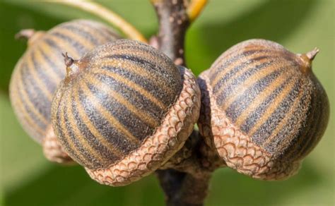 Quercus palustris acorn http://pgtnaturegarden.org/2013/10/stripes-on-pin-oak-acorns/quercus ...