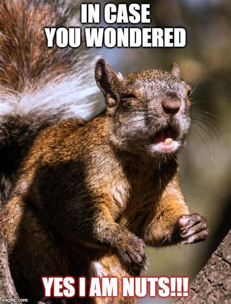 Funny Squirrel Nuts Pictures