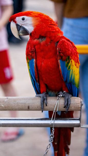 180+ Toucan Cage Stock Photos, Pictures & Royalty-Free Images - iStock