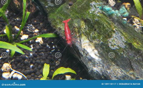 Red Cherry Shrimp in Aquarium Stock Image - Image of spotted, outdoors: 189118117