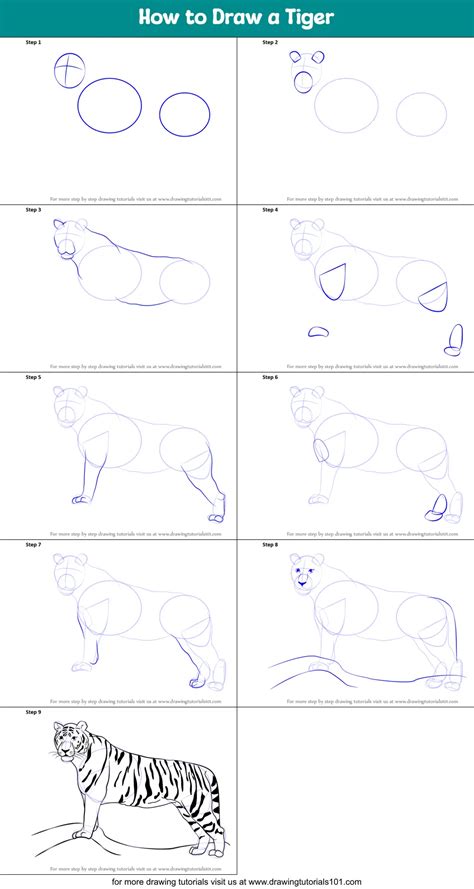 How To Draw A Step By Step Tiger