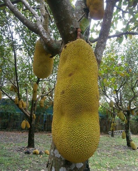 Jaca | Artocarpus heterophyllus | Jackfruit tree, Jackfruit, Jackfruit ...