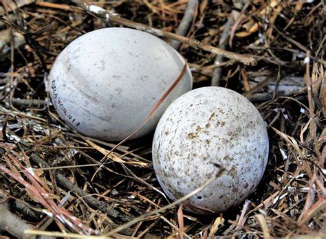 Treasures from Our West: Golden Eagle Eggs - Draper Museum