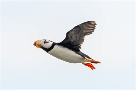 "Horned Puffin" Images – Browse 7 Stock Photos, Vectors, and Video ...