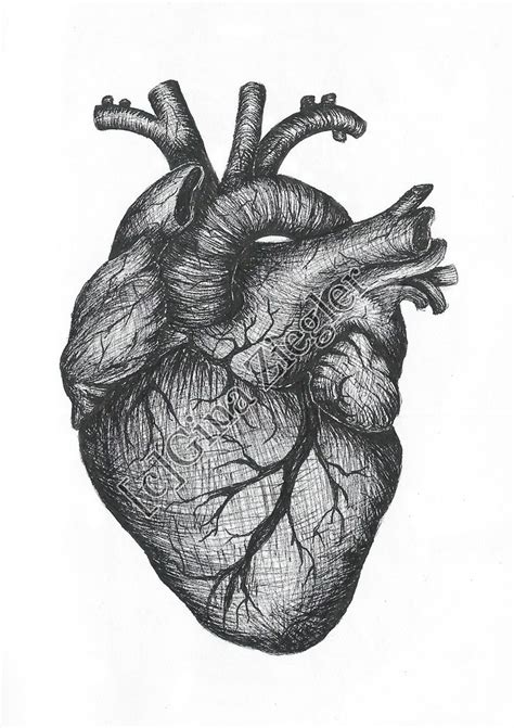 Heart drawing, Anatomical heart art, Heart pencil drawing