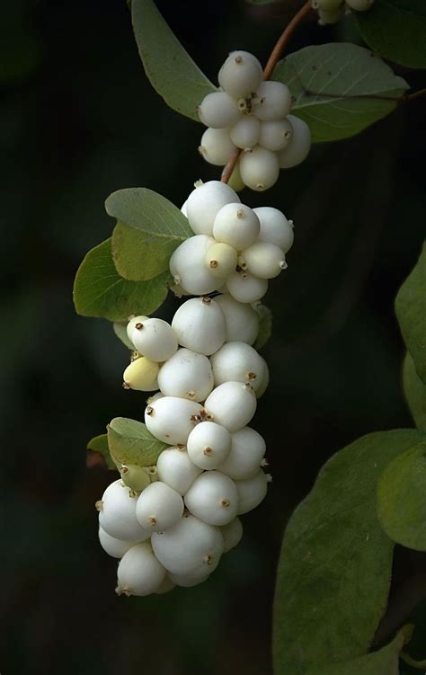 Common Snowberry | Organic horticulture, Horticulture, Natural instinct