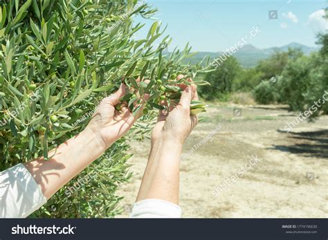 Hands Show New Harvest Olives Stock Photo 1774196630 | Shutterstock