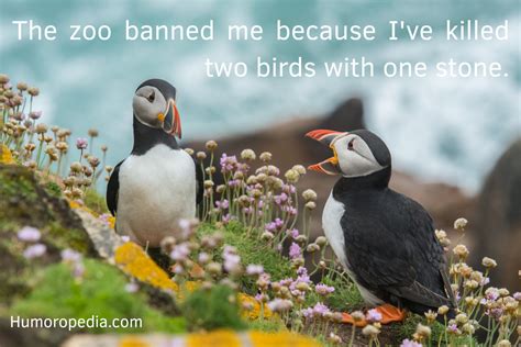 Bird Puns & Jokes: 45+ Best That Will Chirp You Into A Smile