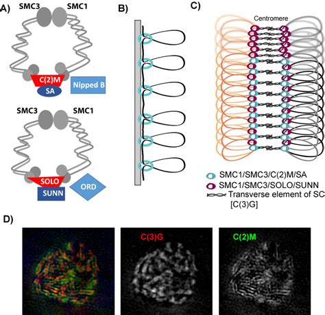 A pathway for synapsis initiation during zygotene in Drosophila oocytes ...